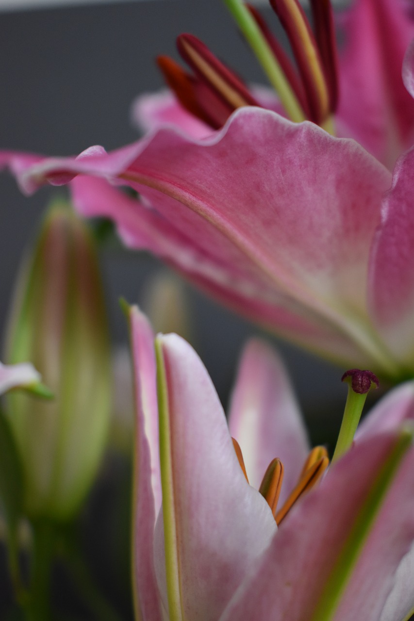 flower  macro  pink free photo