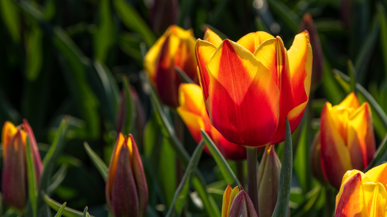 flower  tulip  spring free photo