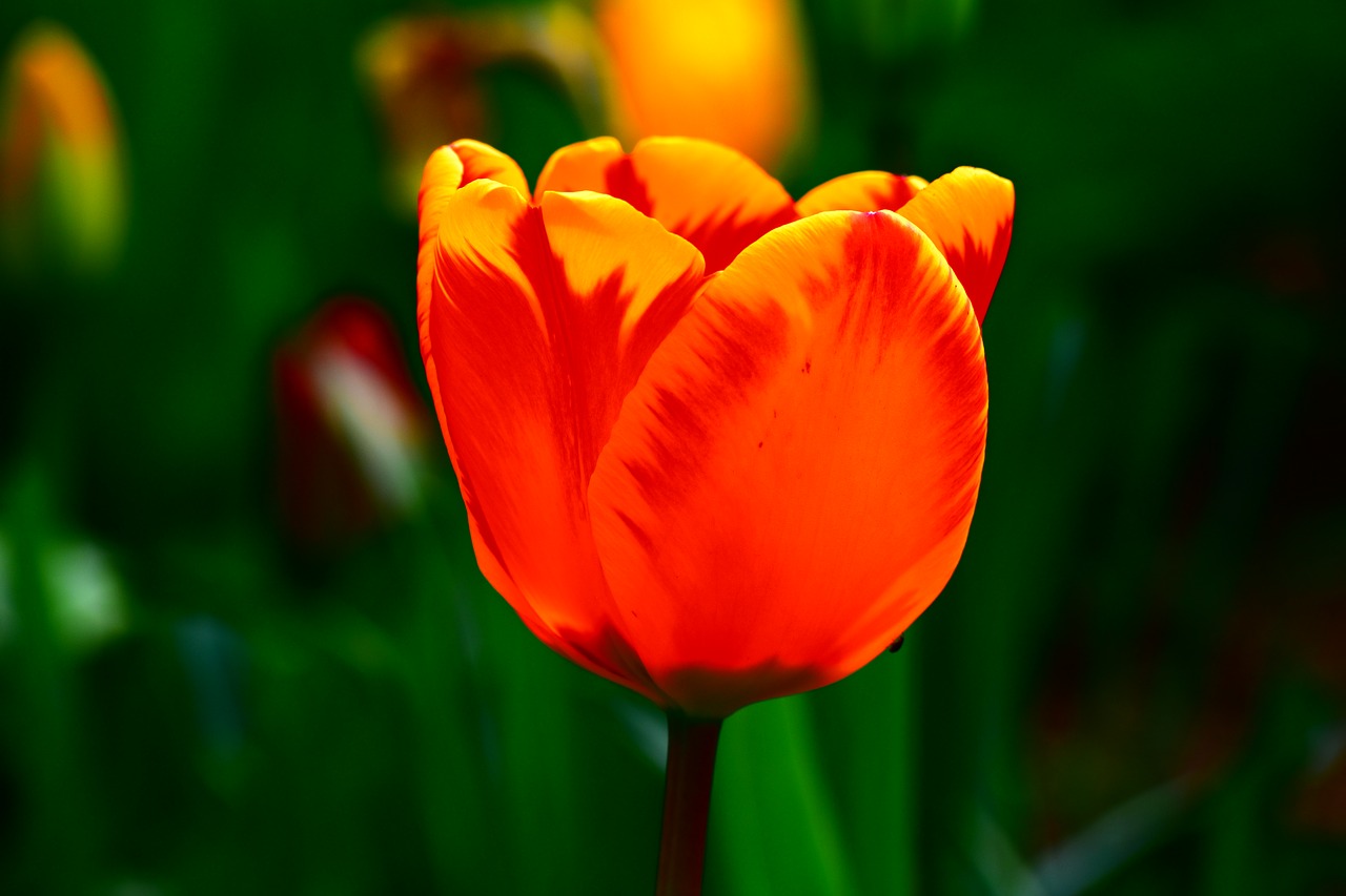 flower  tulip  color free photo