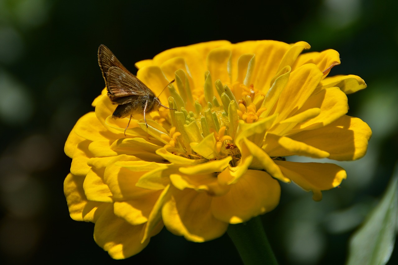 flower  butterfly  insects free photo