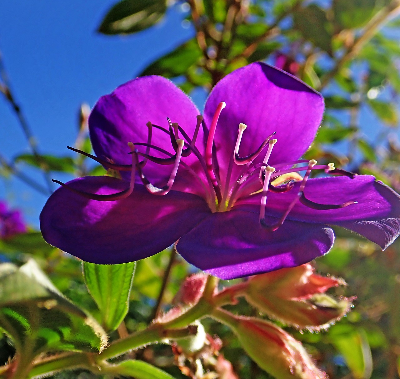 flower  purple  shrub free photo