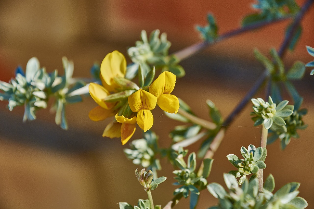 flower  garden  plant free photo