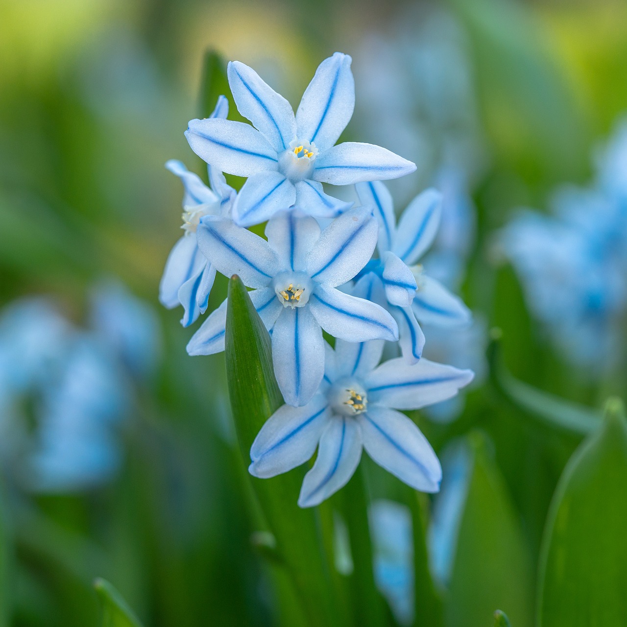 flower  flower garden  flowers free photo