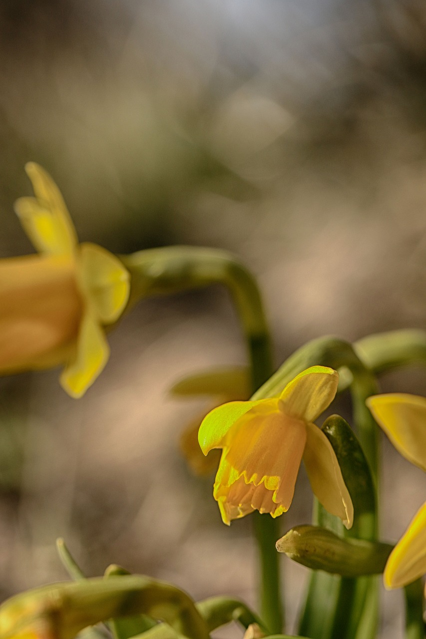 flower  lily  yellow free photo