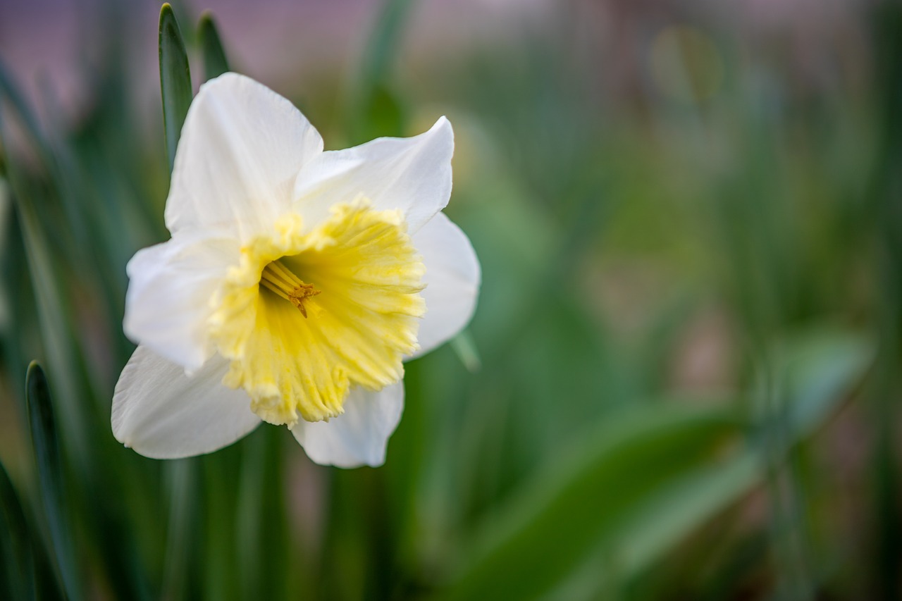 flower  bleed  nature free photo