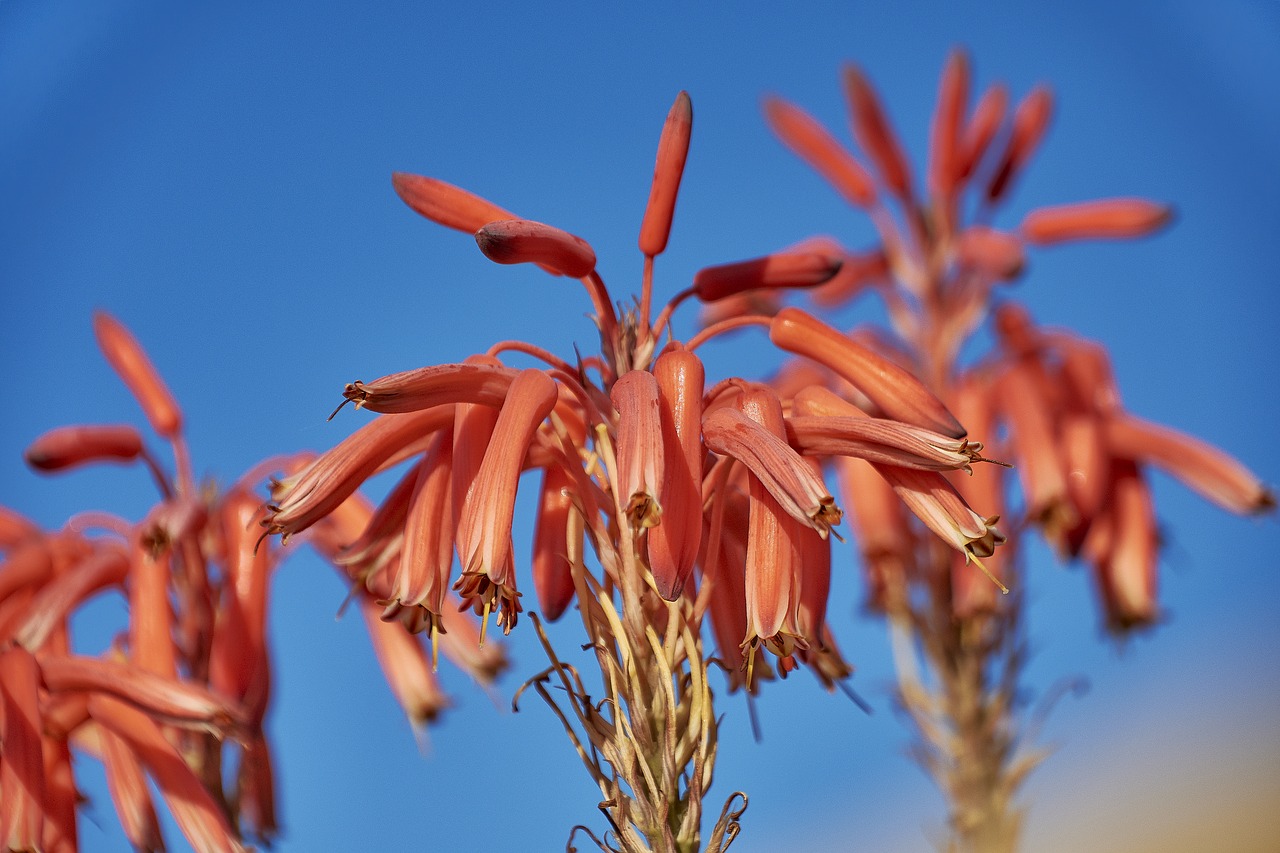 flower  garden  plant free photo