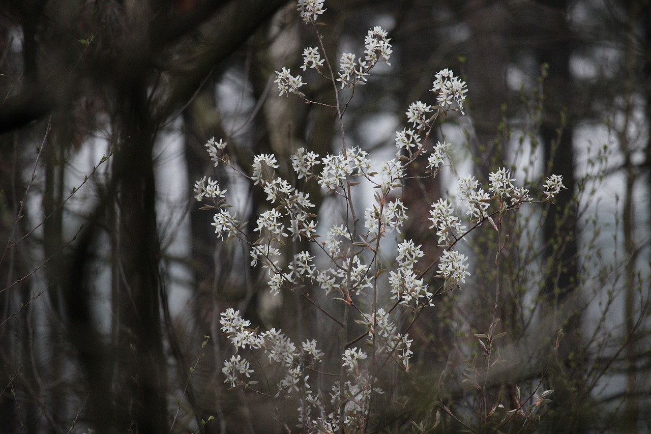 flower  kittens  spring free photo