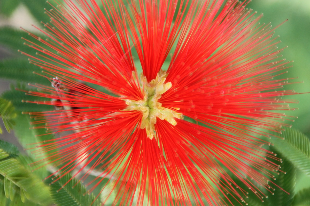 flower red tropical free photo