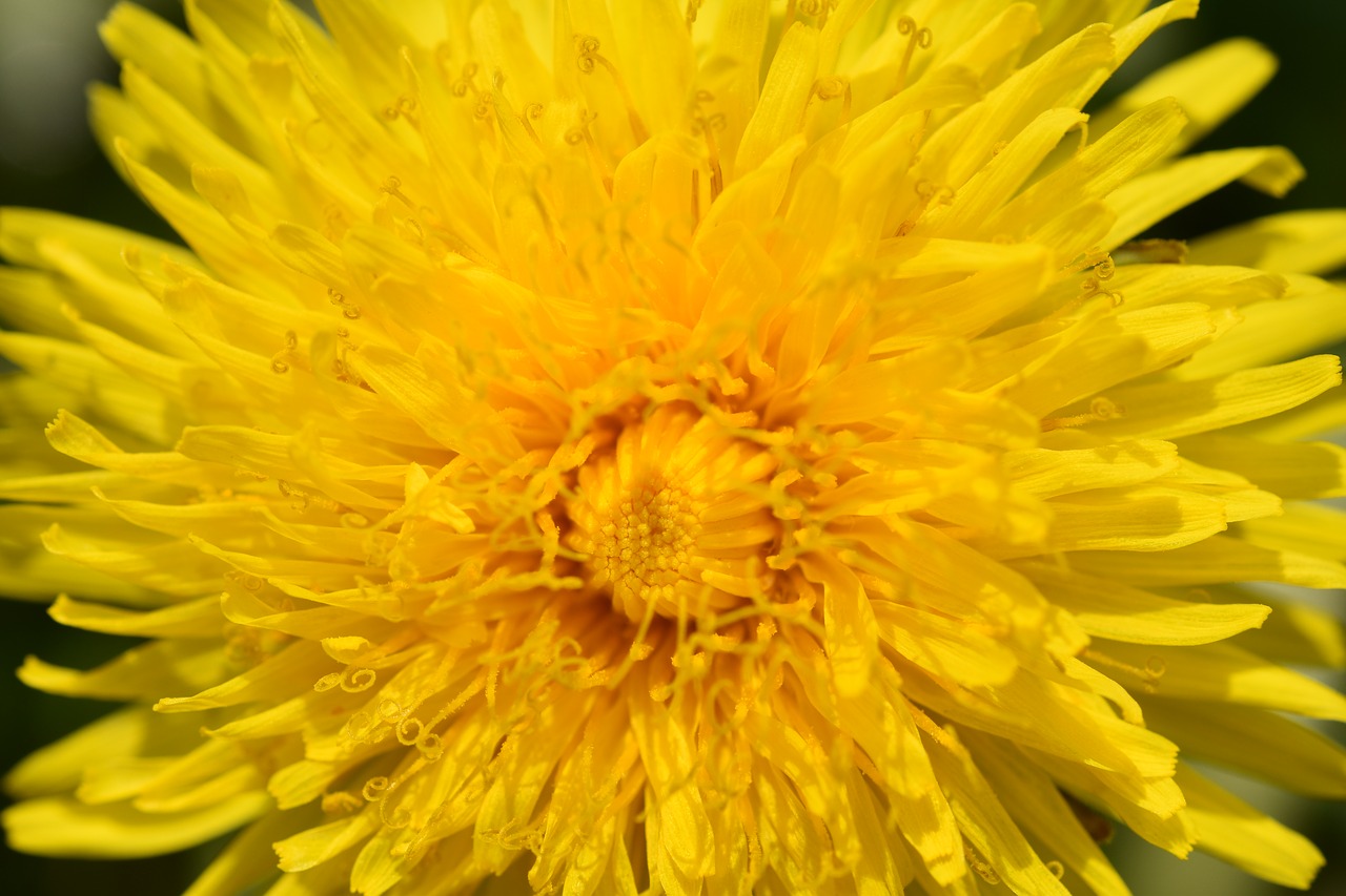 flower  dandelion flower yellow  plant free photo