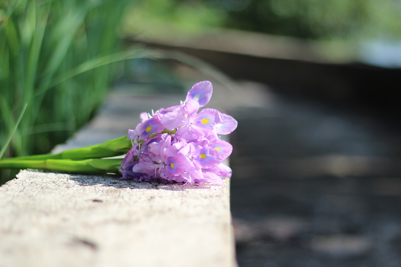 flower  purple flowers  flowers water hyacinth free photo