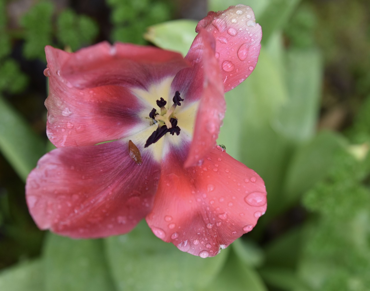 flower  tulip  red tulip free photo