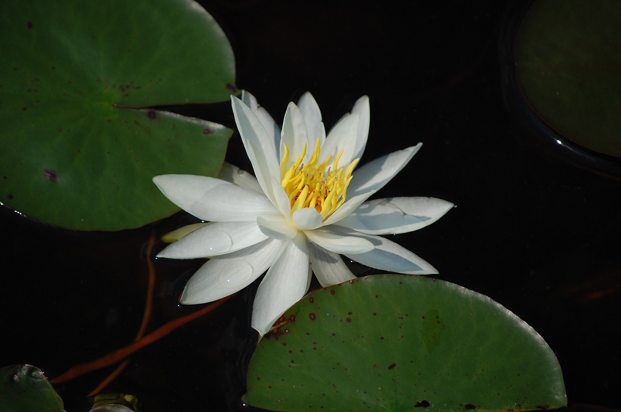 flower  waterlily  summer free photo