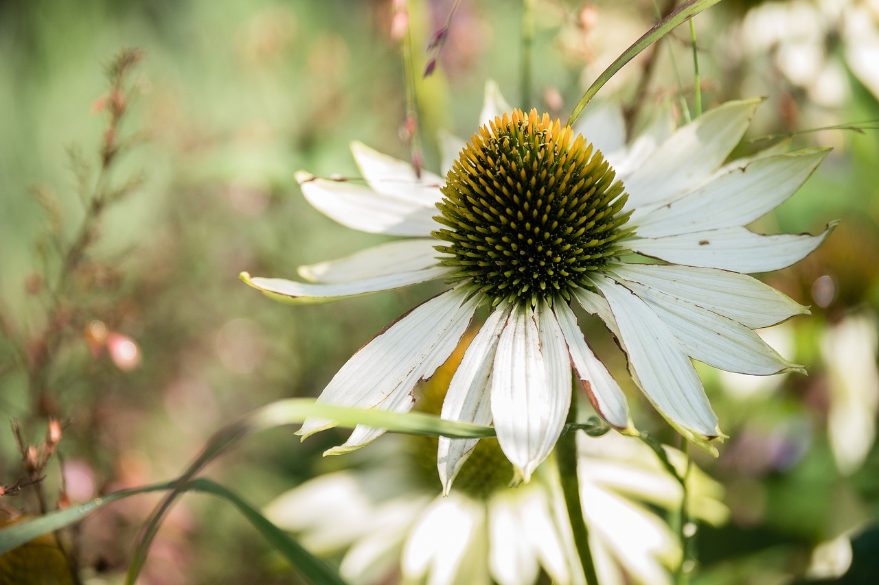 flower  plant  blossom free photo