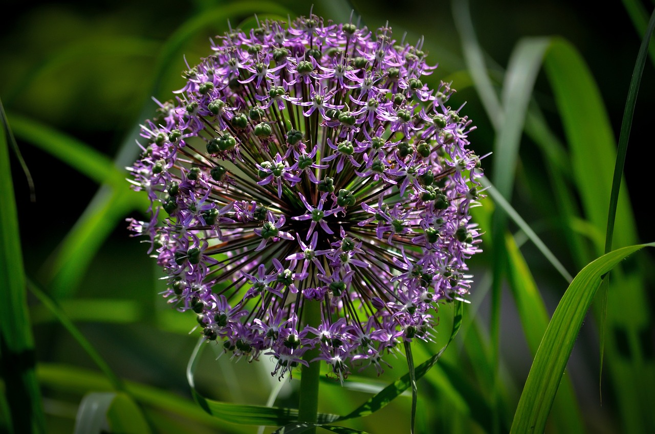 flower wild nature free photo