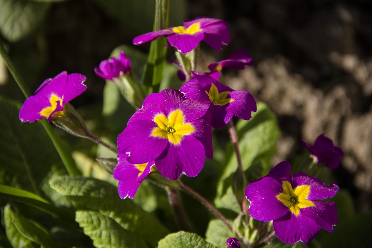 flower  macro  bloom free photo