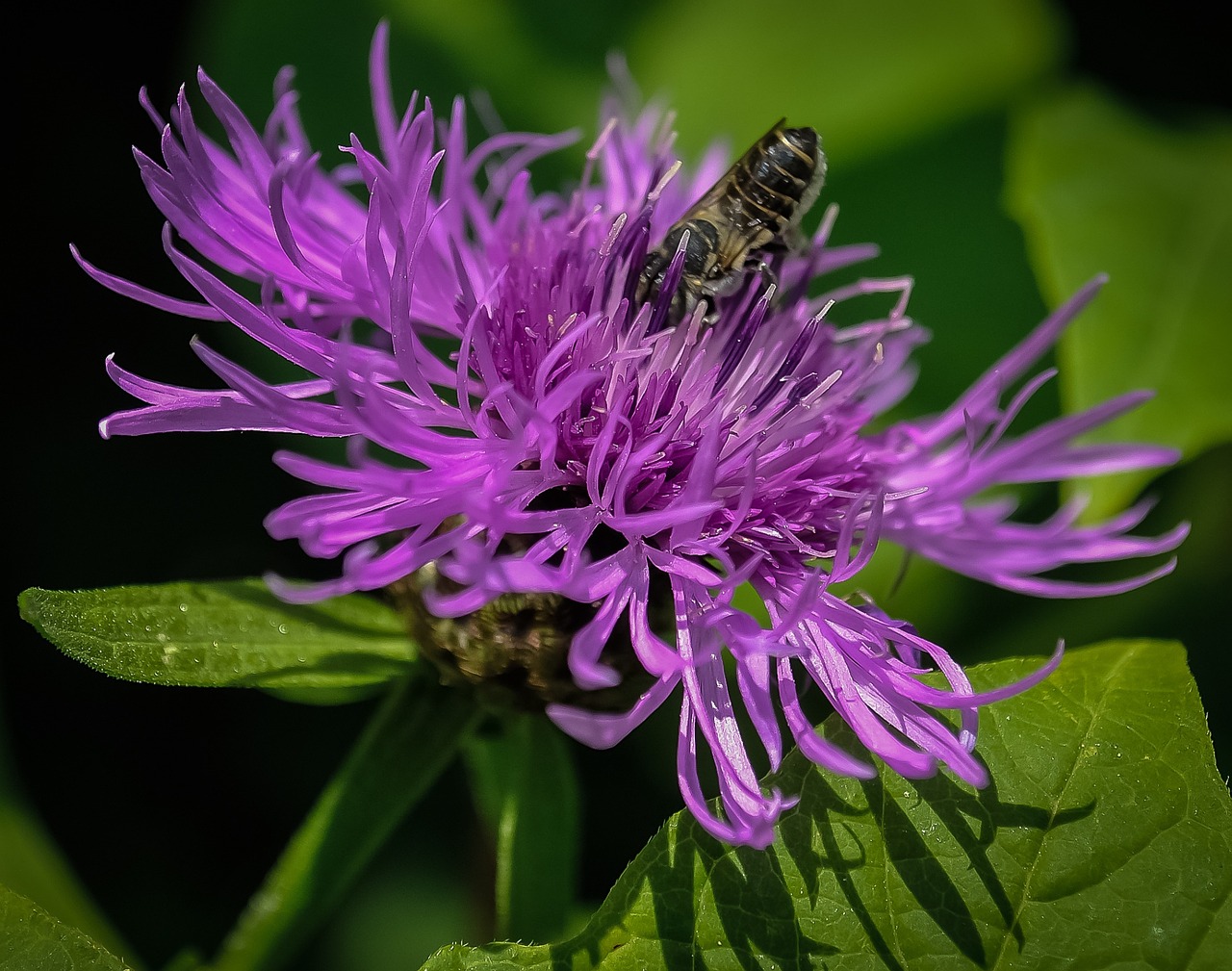 flower pink nature free photo