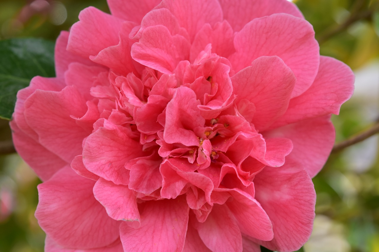 flower  pink flower  flower of camellia free photo