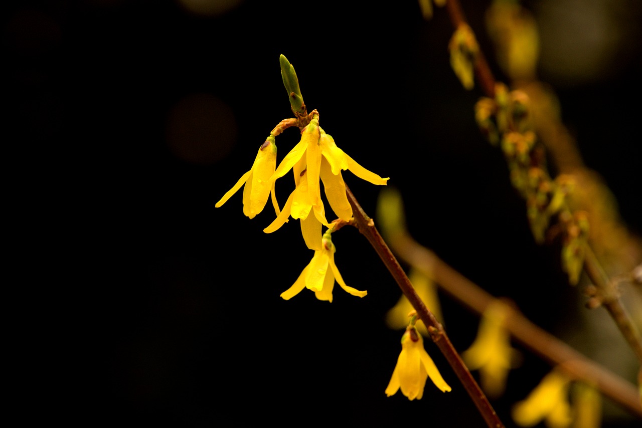 flower  petal  nature free photo