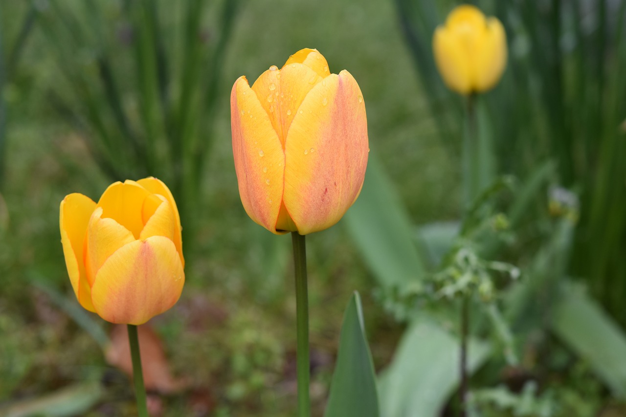 flower  tulips  tulip yellow free photo