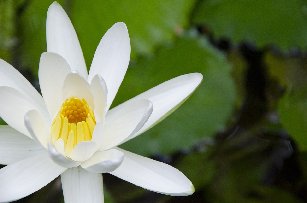 flower white nature free photo