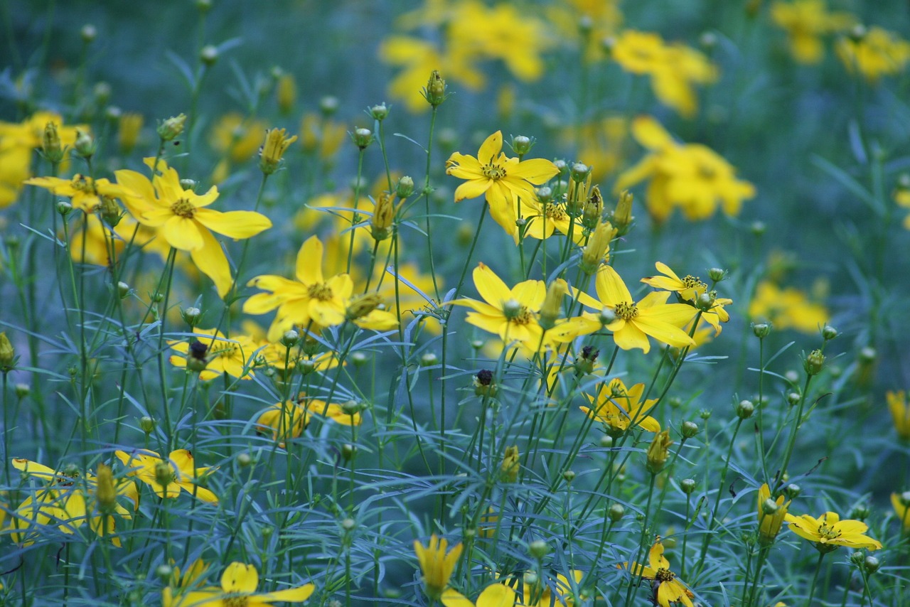 flower  flowers  meadow free photo