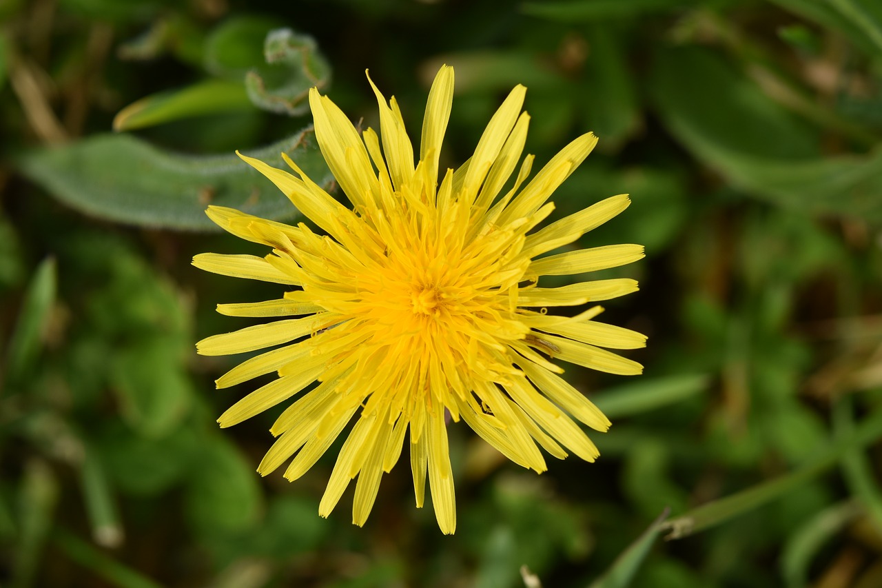 flower  dandelion  yellow flower petals free photo