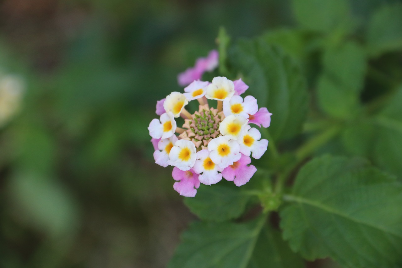 flower  bud  bloom free photo