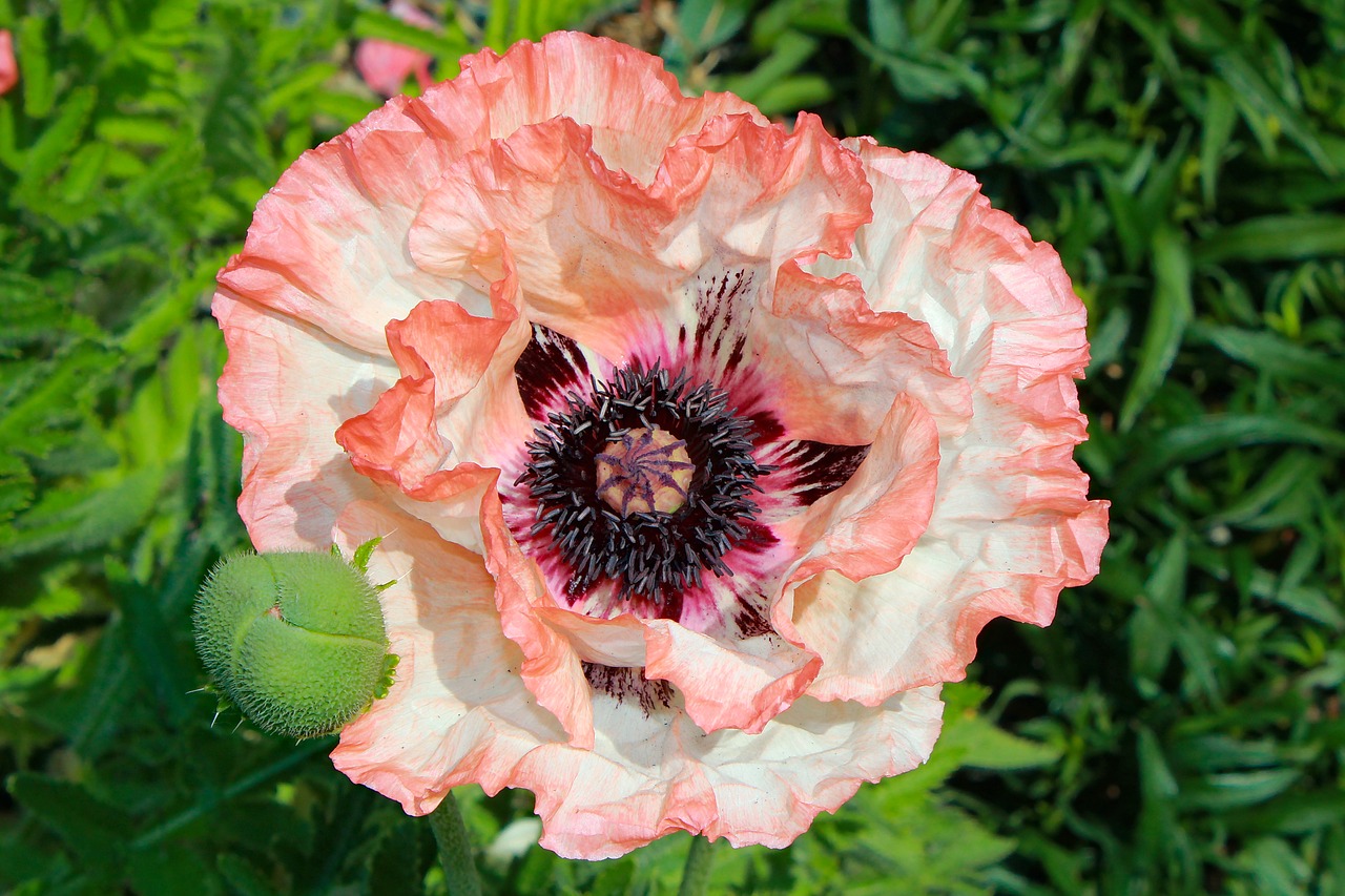 flower  poppy  plant free photo