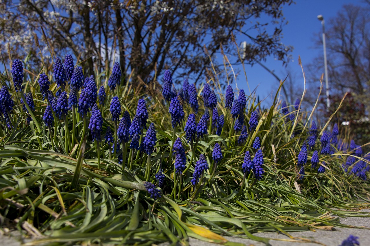 flower  grape hyacinth  plant free photo