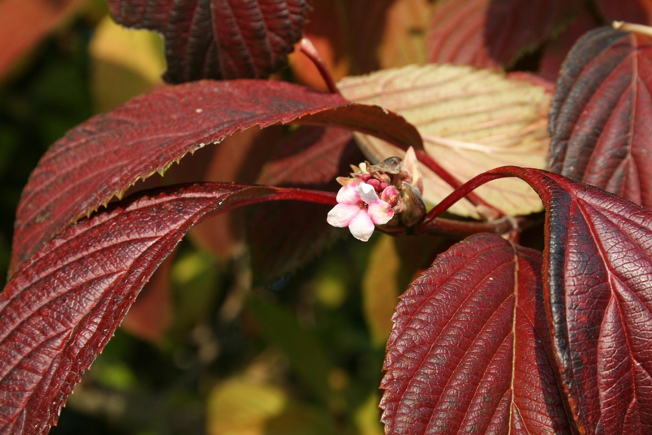 flower  little flower  foliage free photo