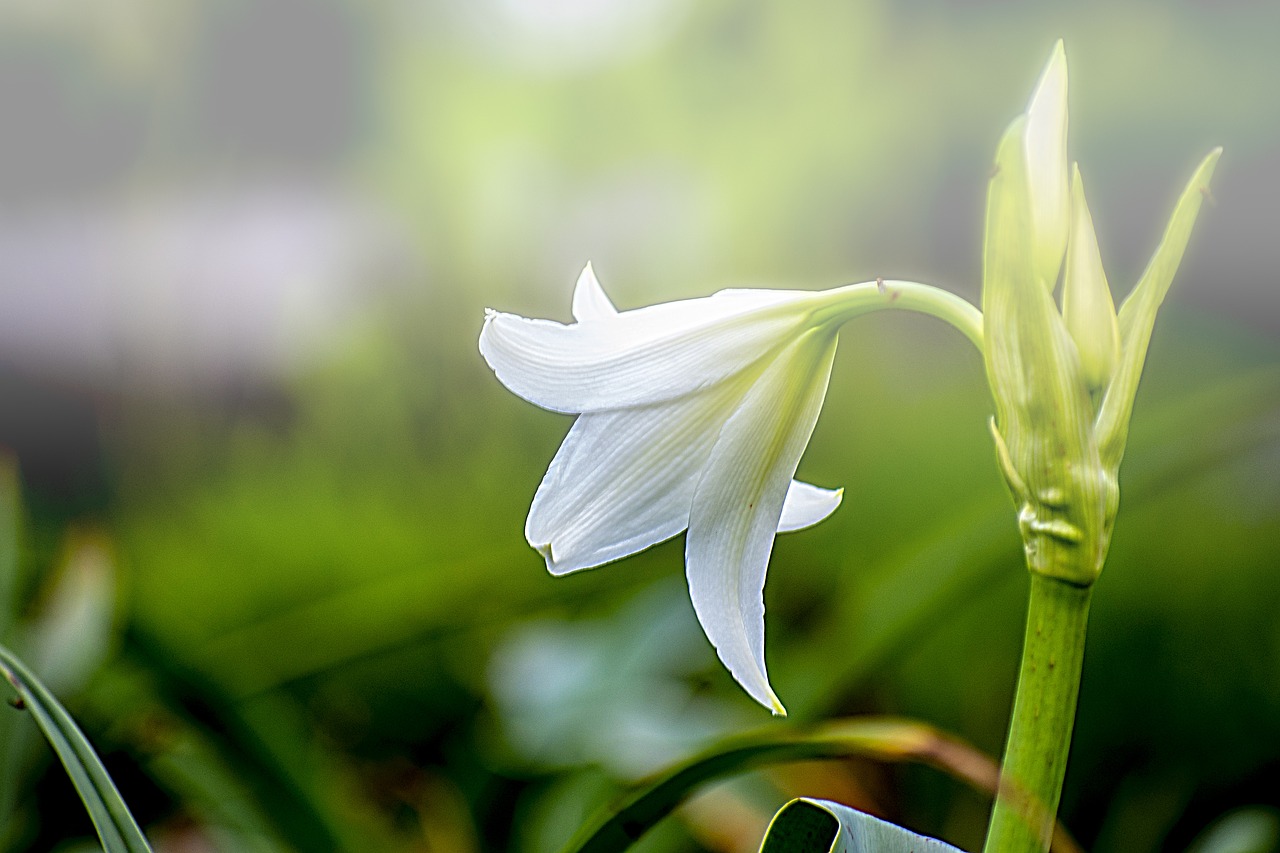 flower  nature  plant free photo