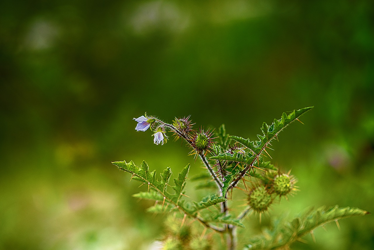 flower  nature  plant free photo