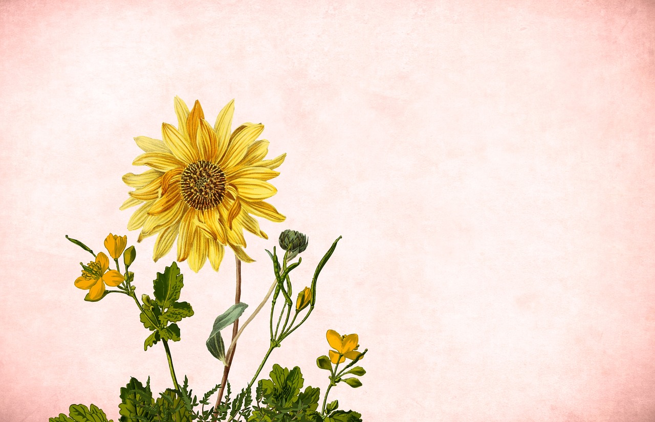 flower  sunflower  background free photo