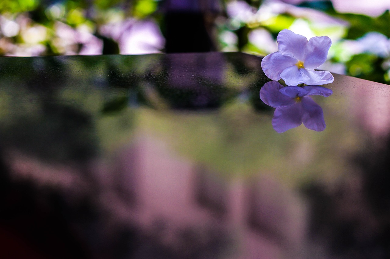 flower  reflection  bloom free photo