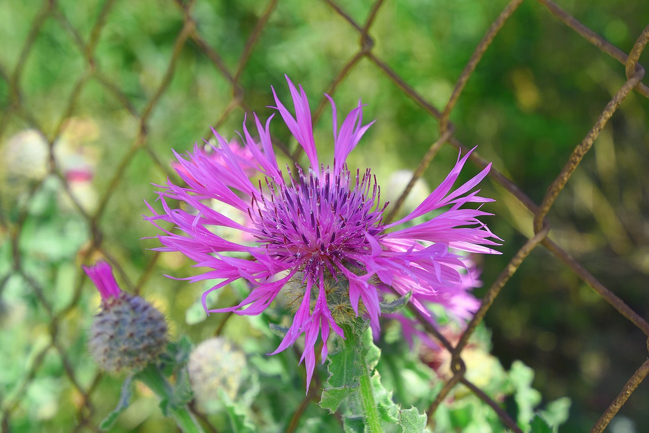 flower  garden  plant free photo