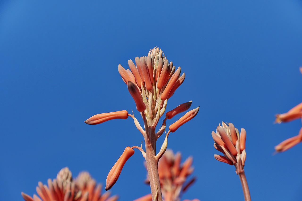 flower  flowering  plant free photo