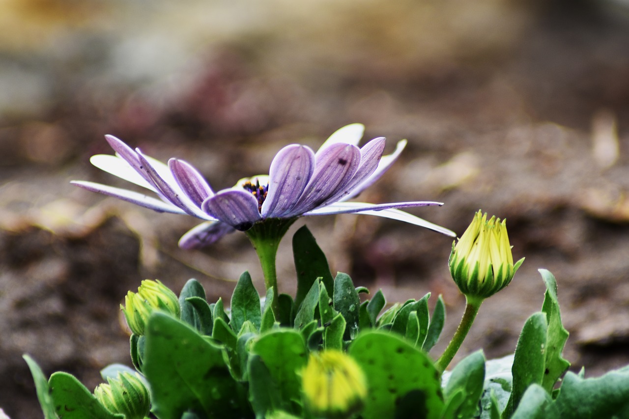 flower  purple  garden free photo