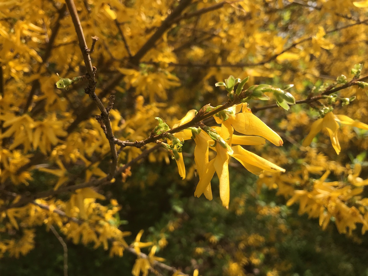 flower  yellow  nature free photo