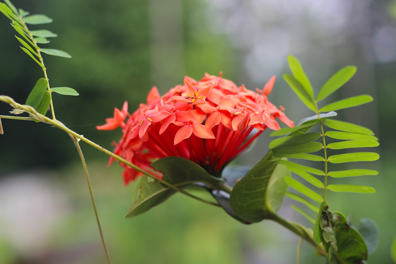 flower  ixora  red free photo