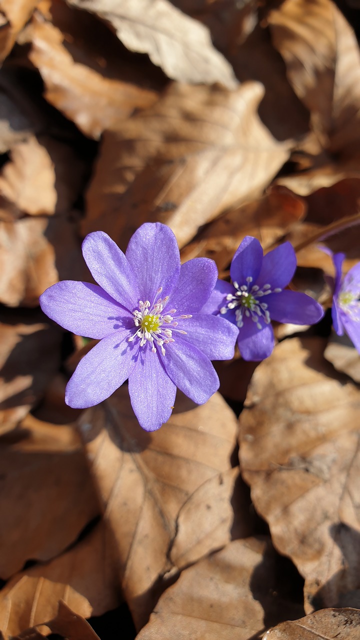 flower  cornflowers  forest free photo