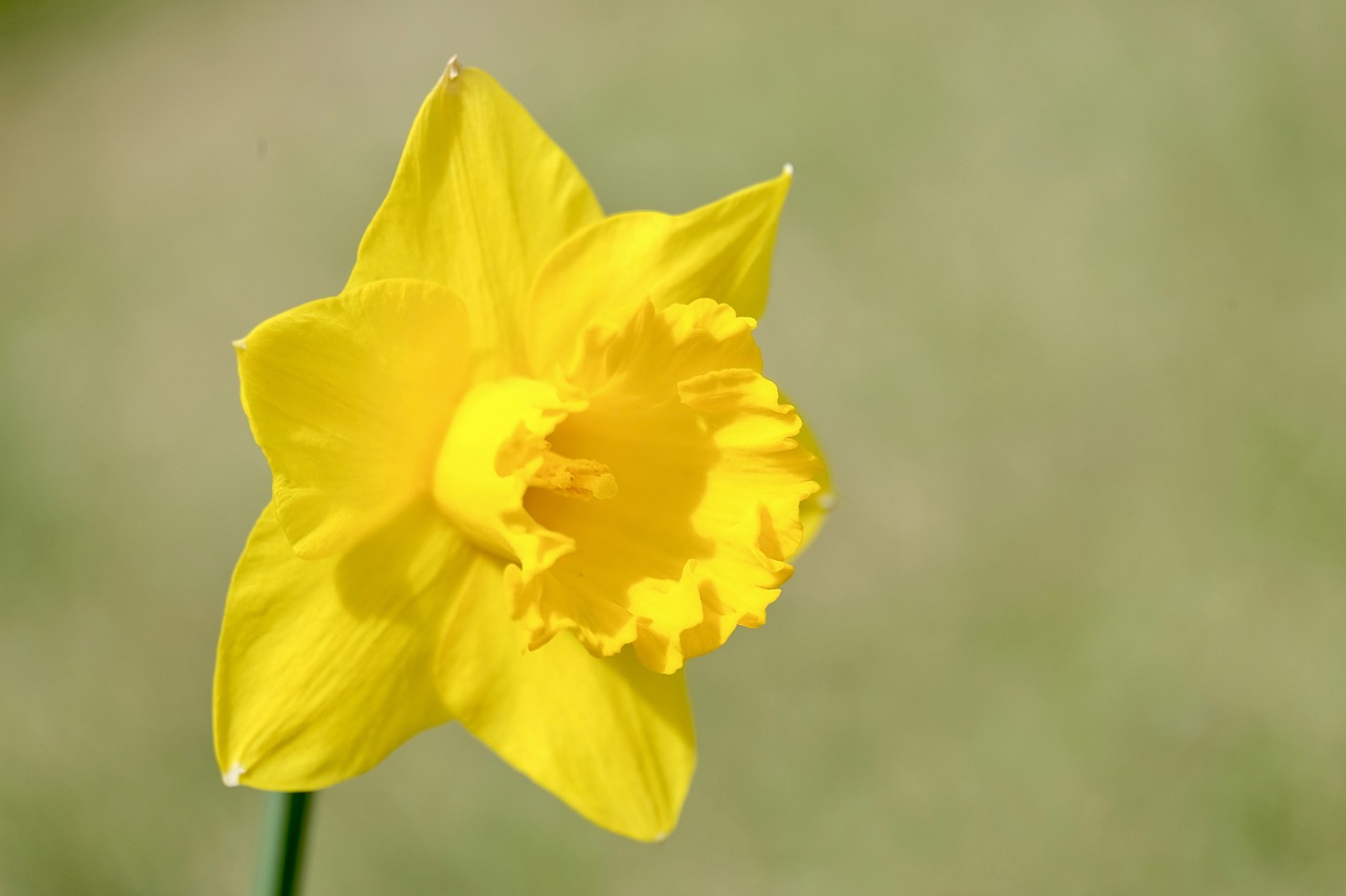 flower  yellow  narcissus free photo