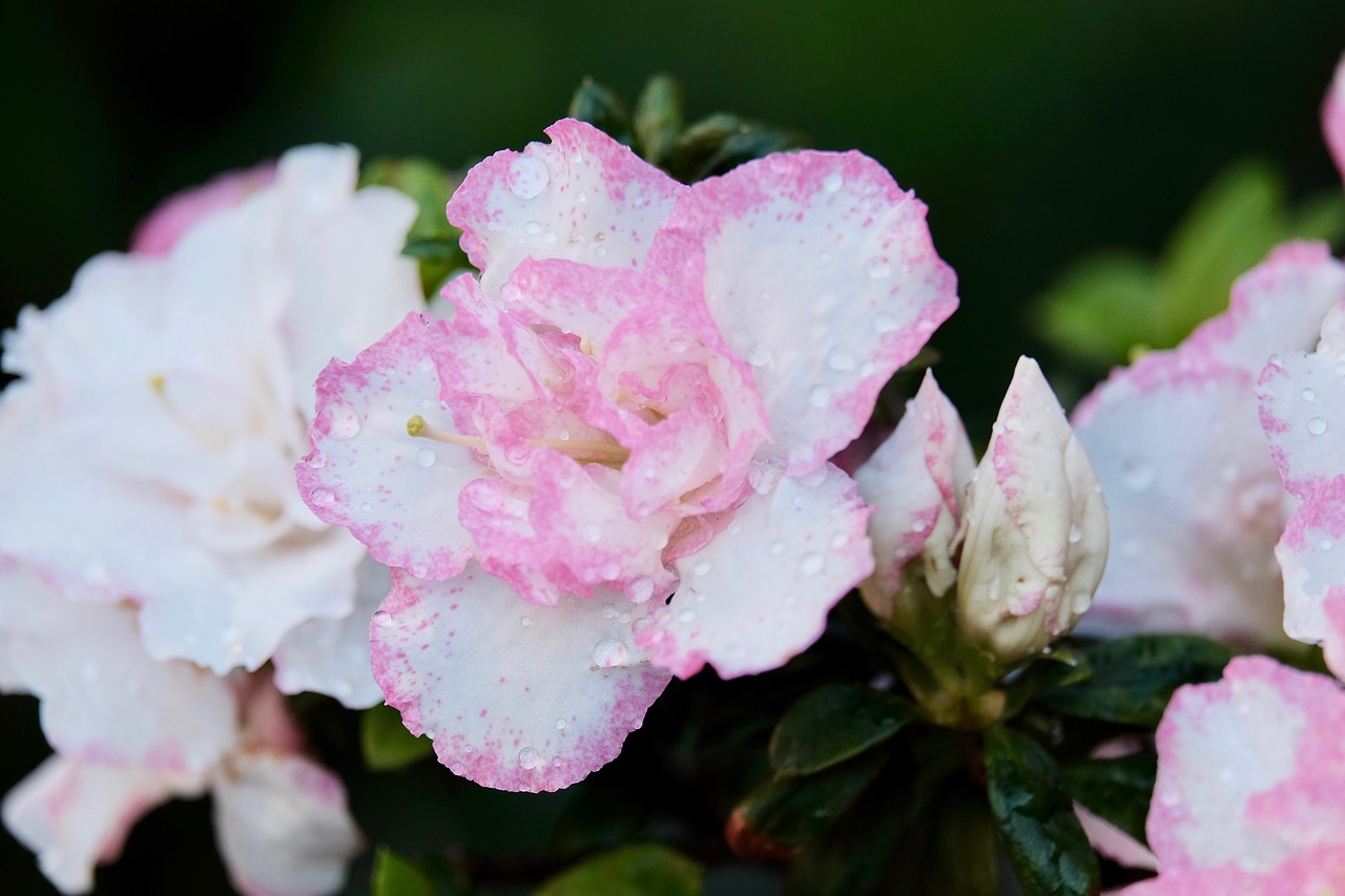 flower  rain  water drop free photo