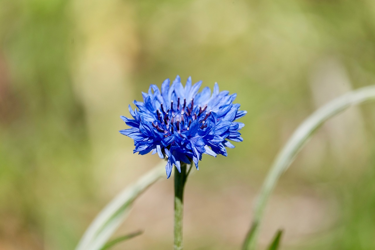 flower  purple  grasses free photo