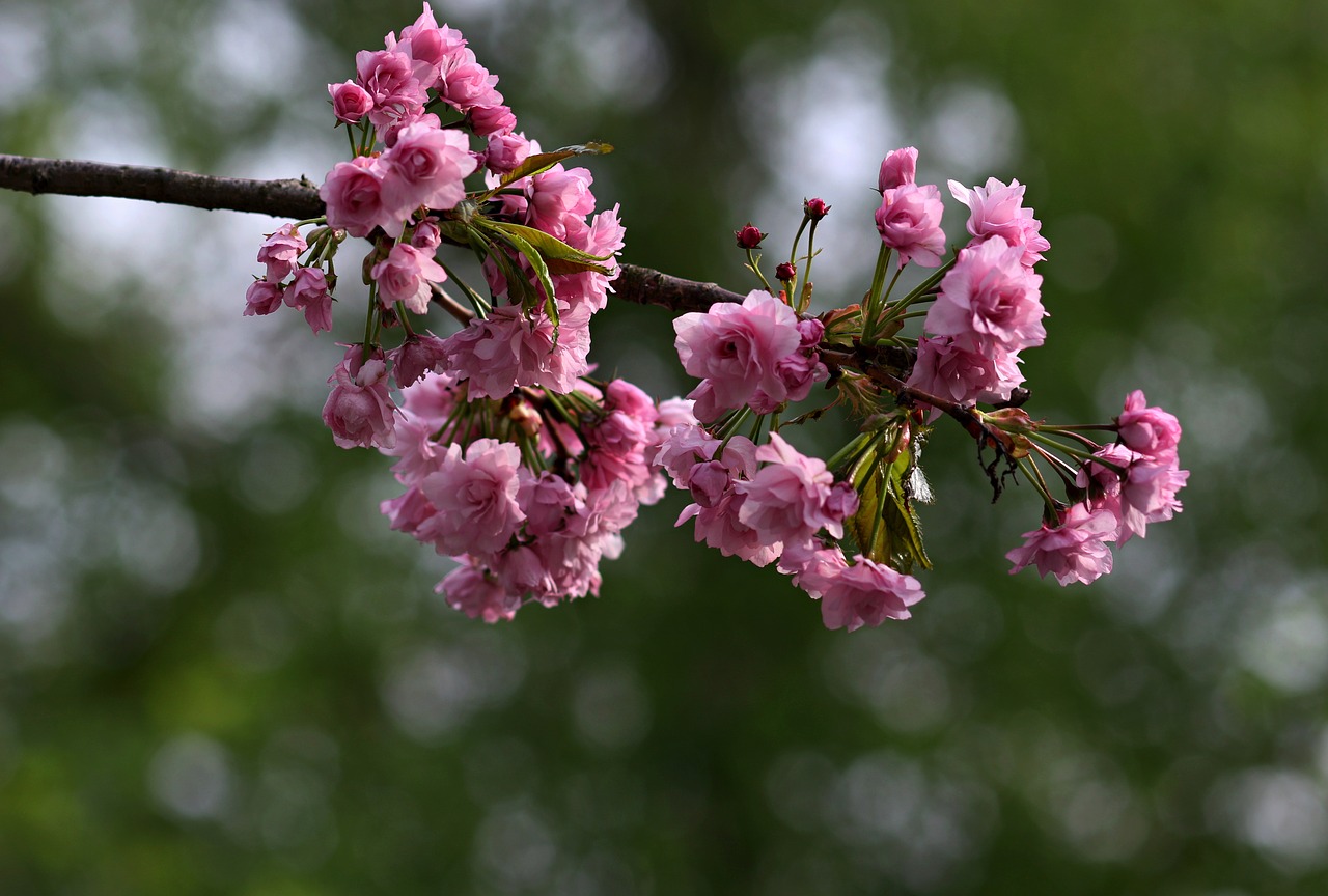 flower  pink  tree free photo