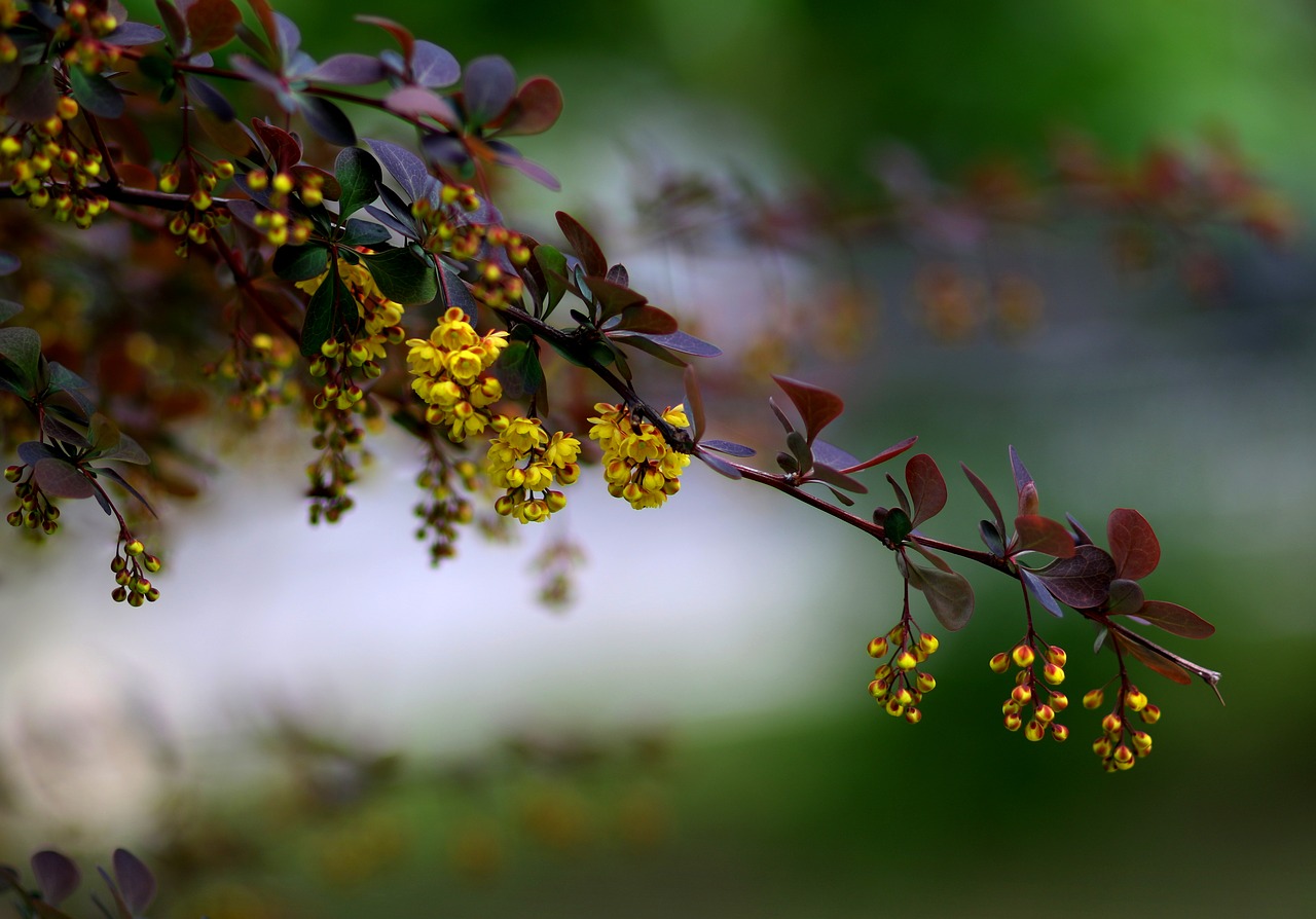 flower  yellow  tree free photo