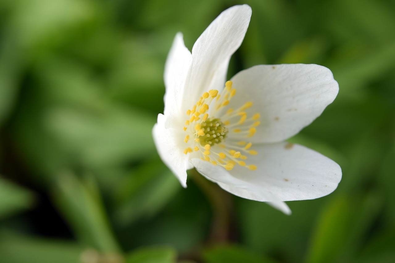 flower  macro  winter linge free photo