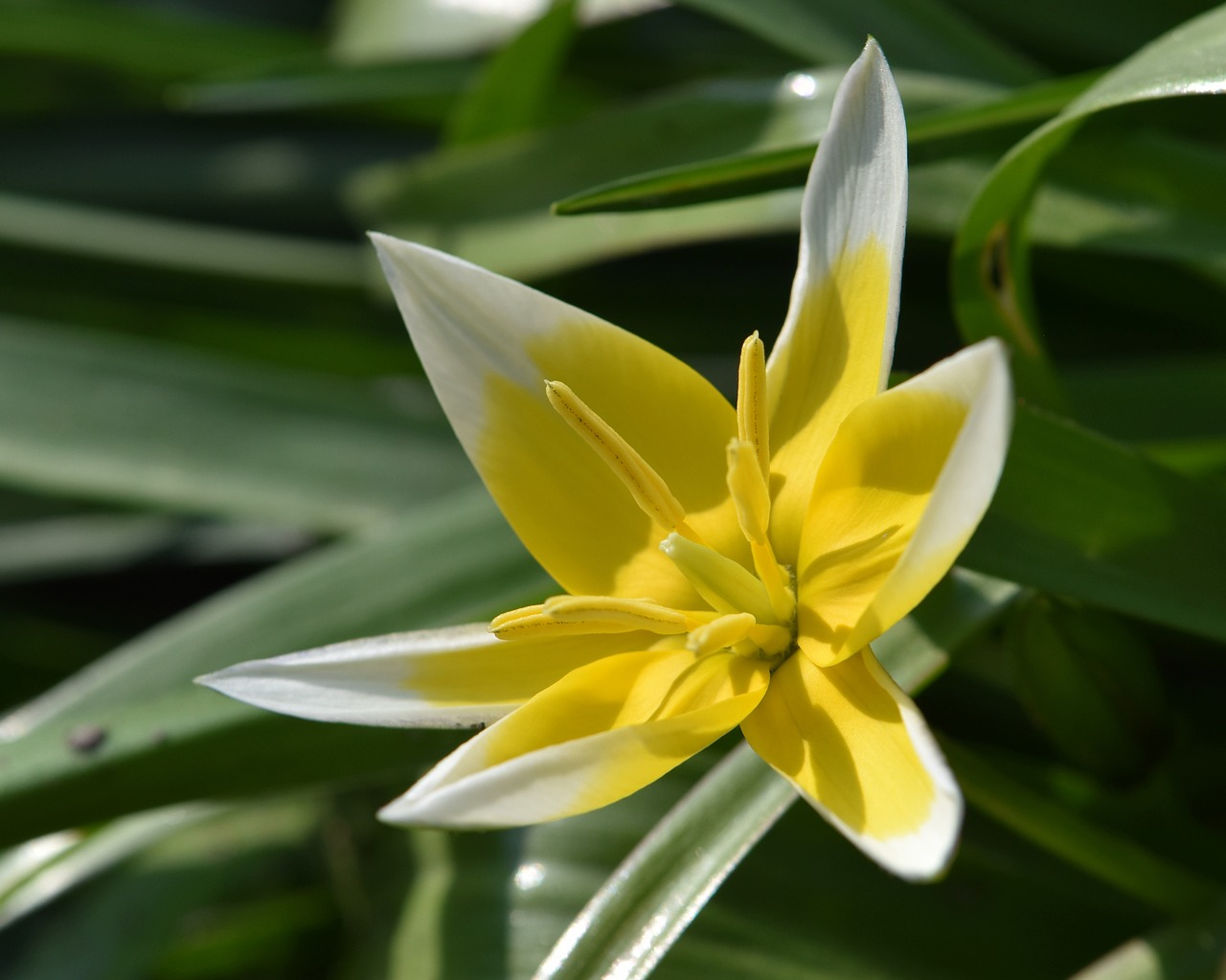 flower  yellow-white  tulip free photo