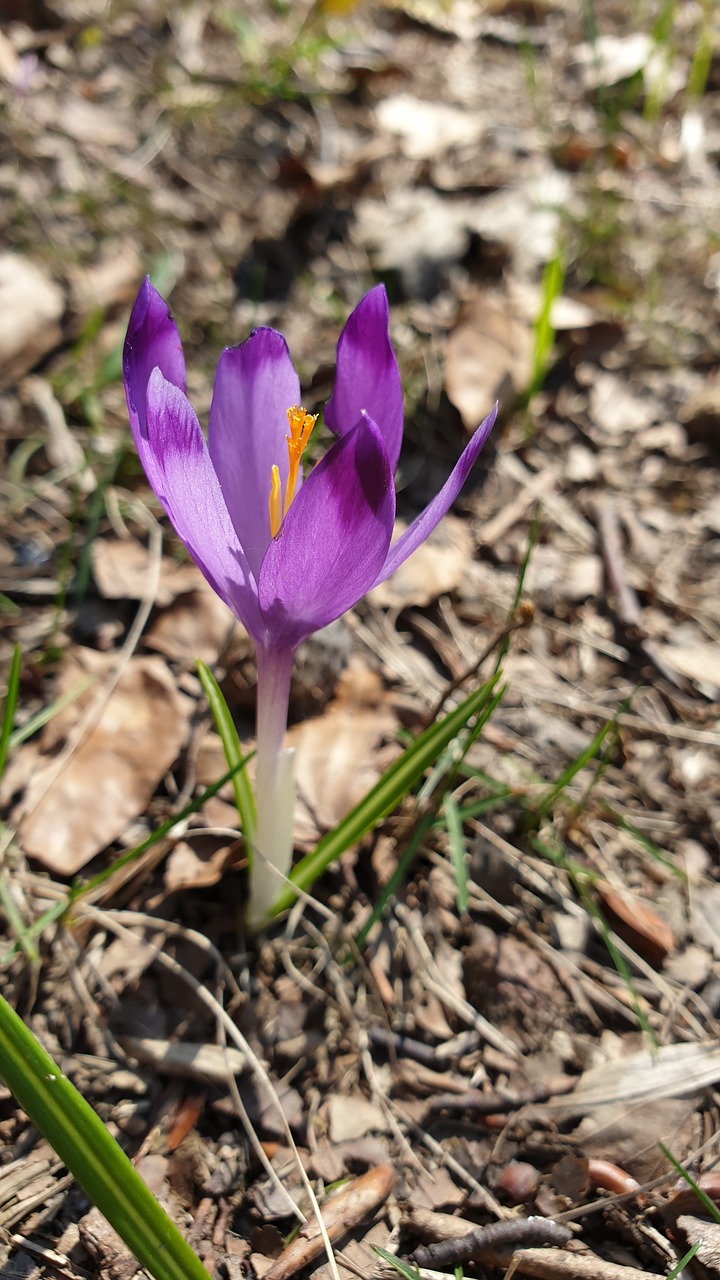 flower  brândușă spring  violet free photo