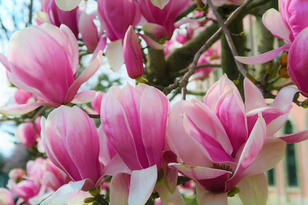 flower  magnolia  spring free photo