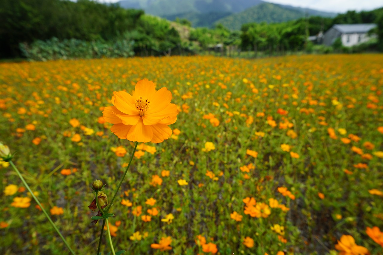 flower  flowers  in full bloom free photo